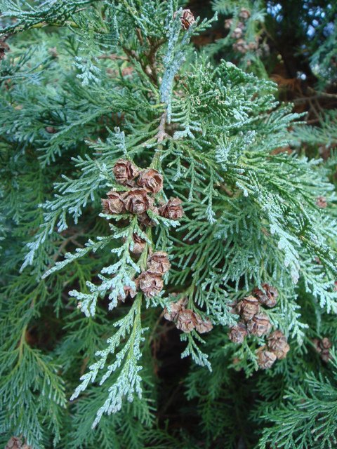 Chamaecyparis lawsoniana 'Glauca' rameau